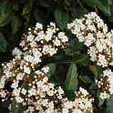 Viburnum tinus